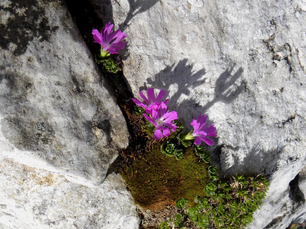 Primula minima